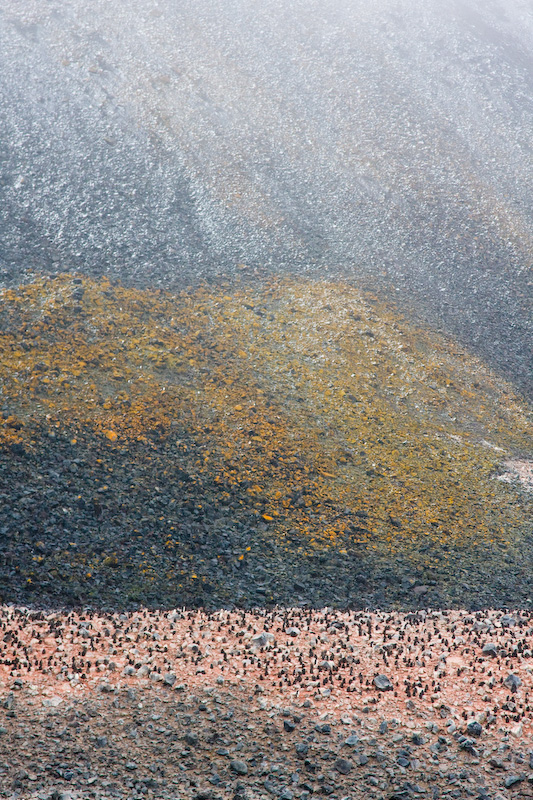 Adélie Penguin Colony